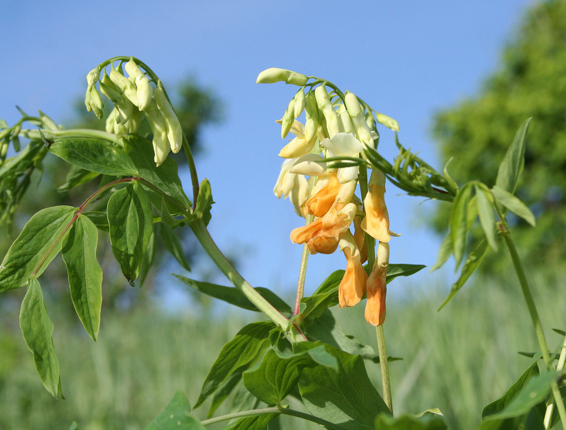 Image of Lathyrus gmelinii specimen.