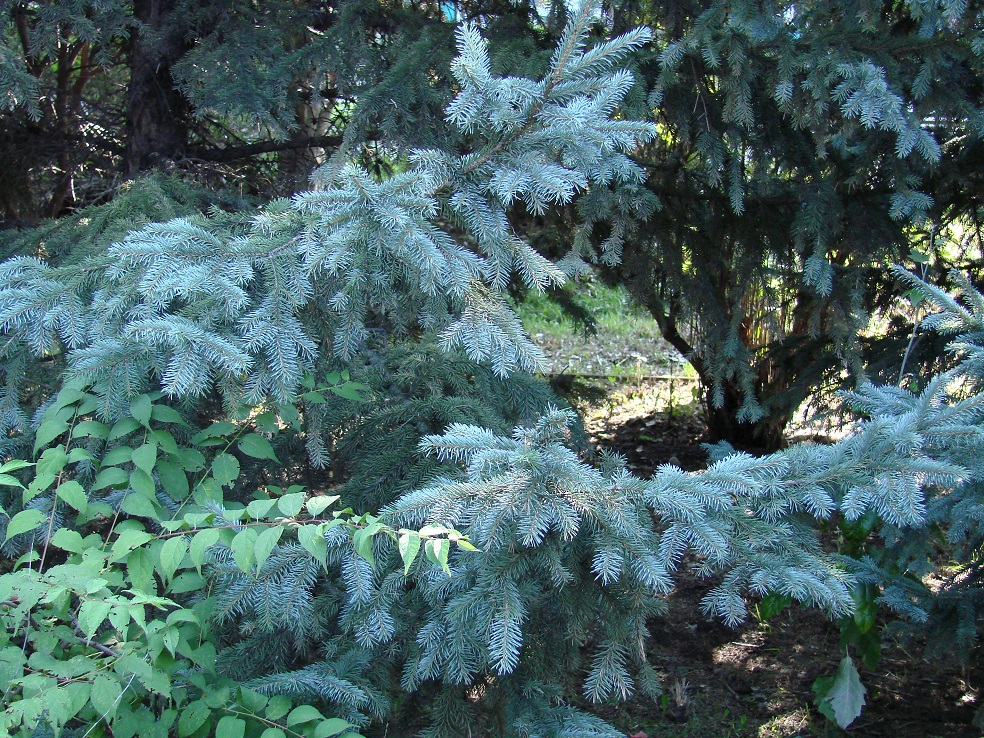 Image of Picea pungens f. glauca specimen.