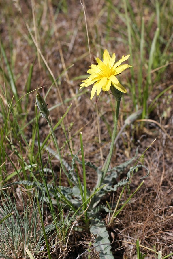 Изображение особи Scorzonera circumflexa.