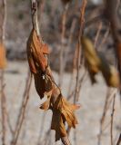 Ribes aureum