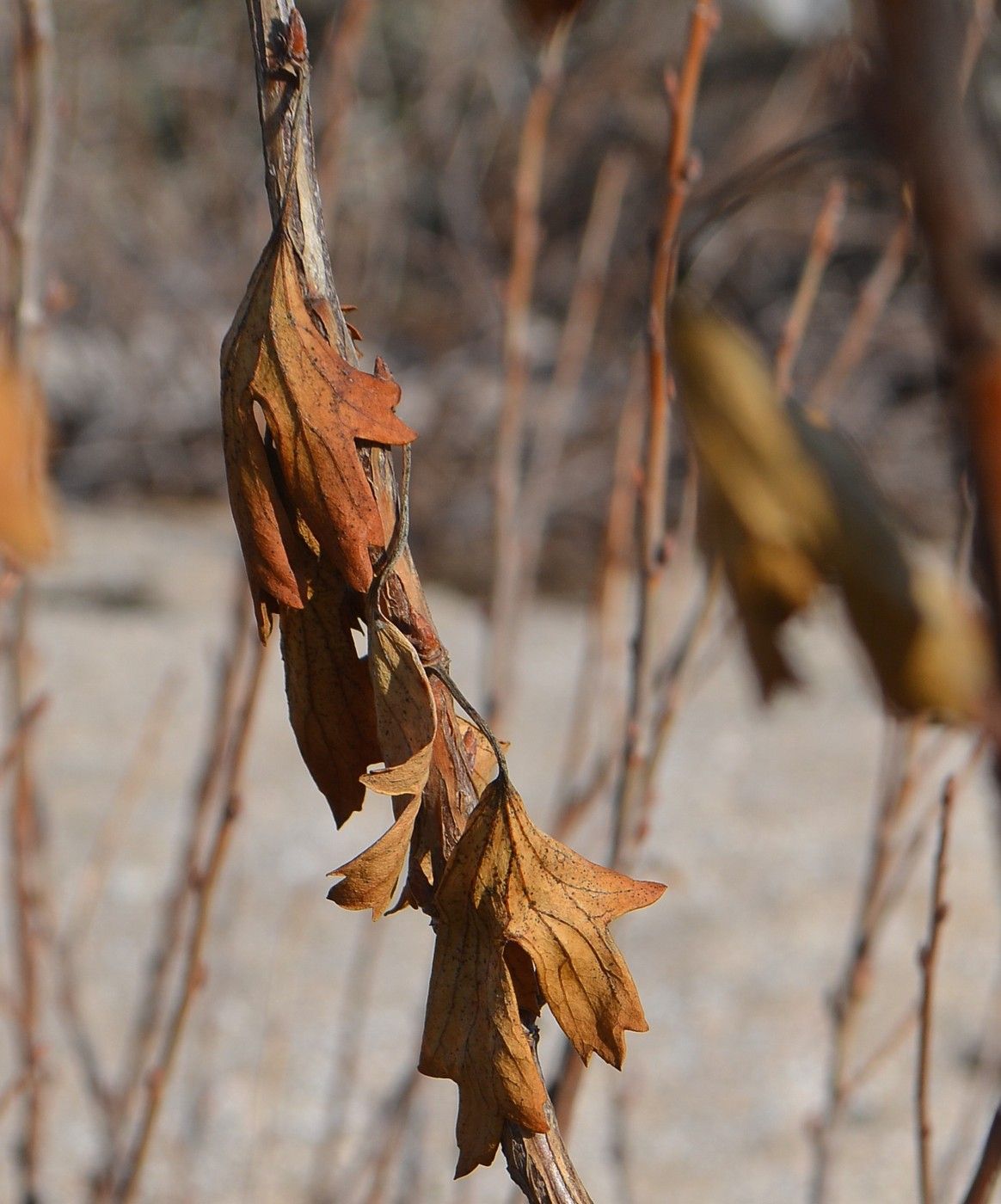 Изображение особи Ribes aureum.