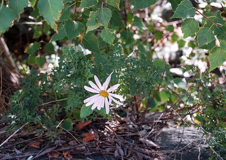 Изображение особи Chrysanthemum sinuatum.