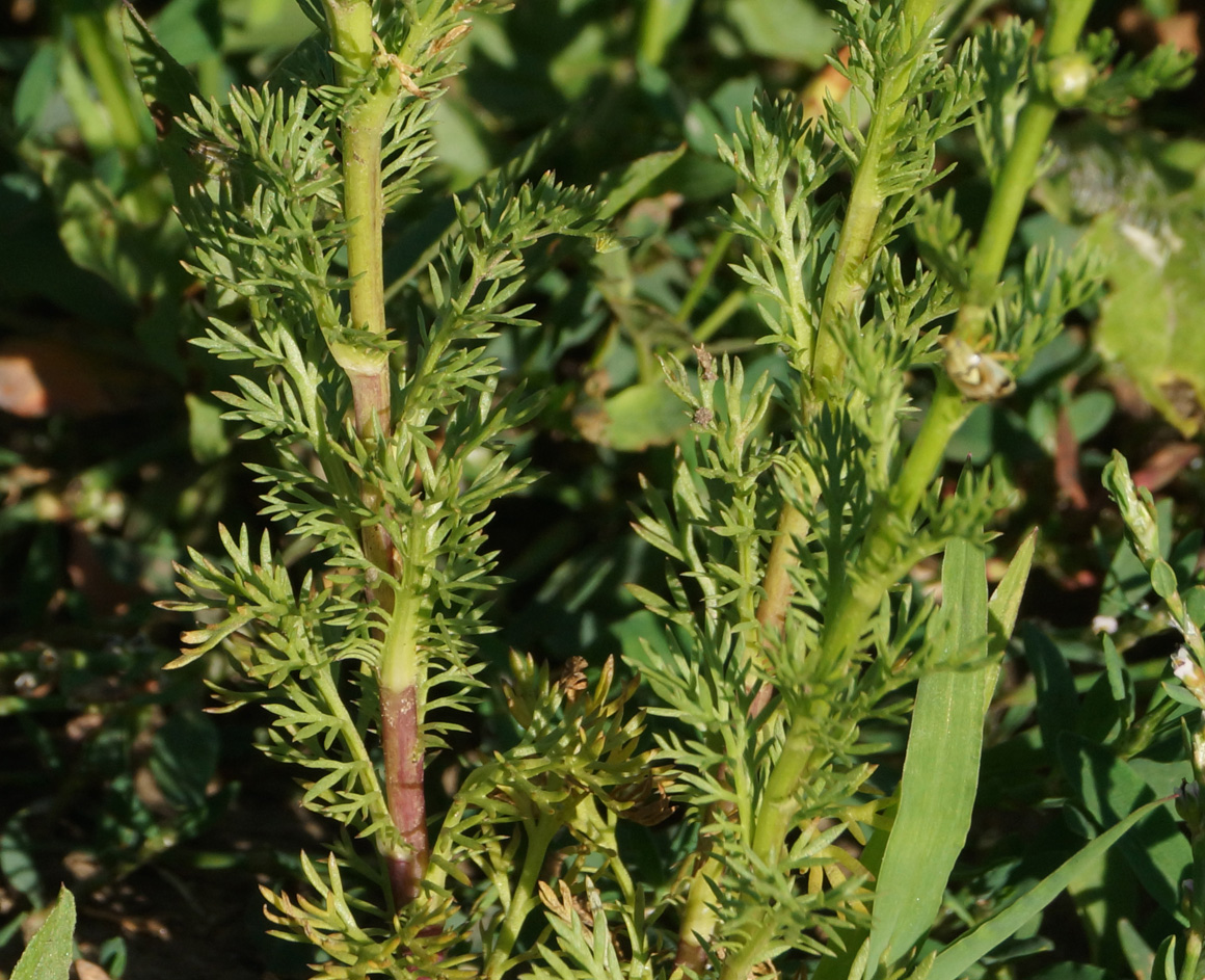 Изображение особи Matricaria discoidea.