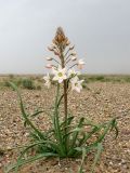 Eremurus korolkowii. Цветущее растение. Узбекистан, Бухарская обл., пустыня Кызылкум, останцевый хребет Кульджуктау, каменистая пустыня. 13.04.2015.