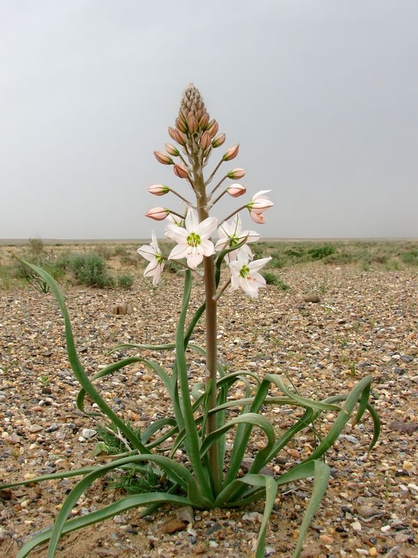 Image of Eremurus korolkowii specimen.