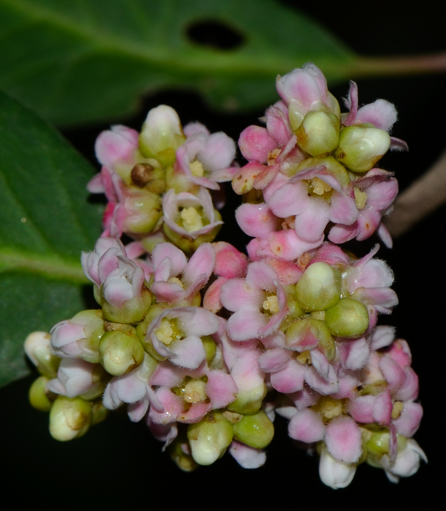 Image of Rhus integrifolia specimen.