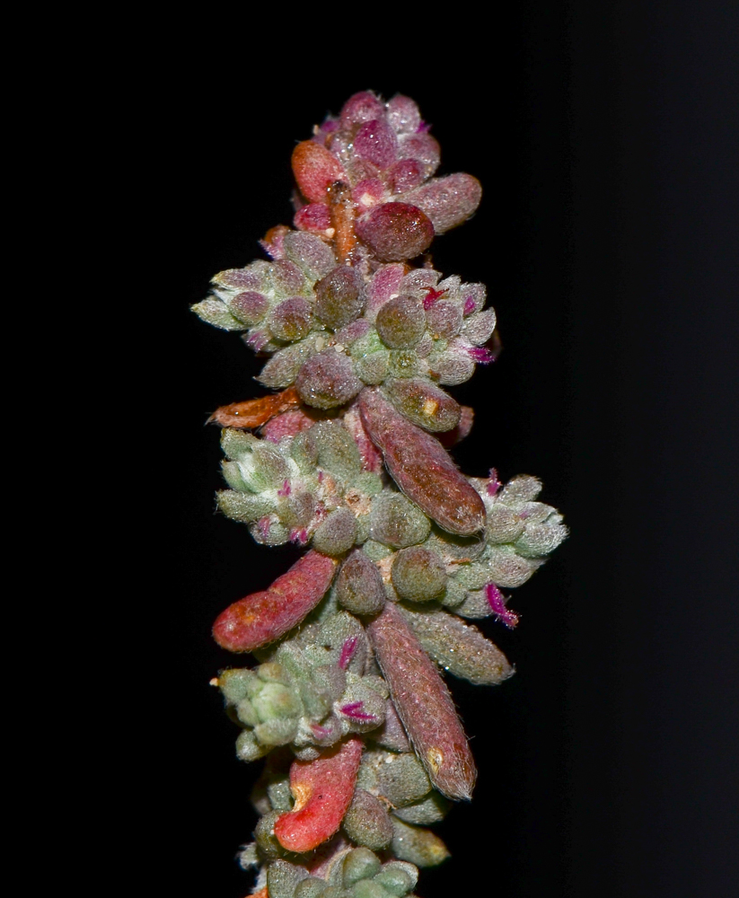 Image of Bassia tomentosa specimen.