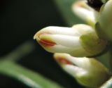 Pachysandra terminalis