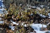 Tussilago farfara