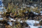 Tussilago farfara. Цветущее растение. Большой каньон Крыма после снегопада. 27.03.2008.