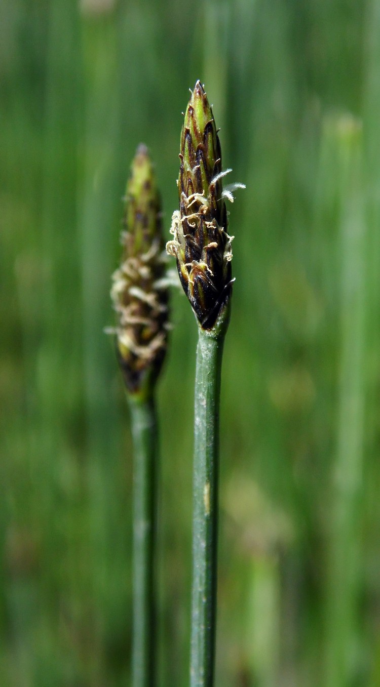 Изображение особи Eleocharis palustris.