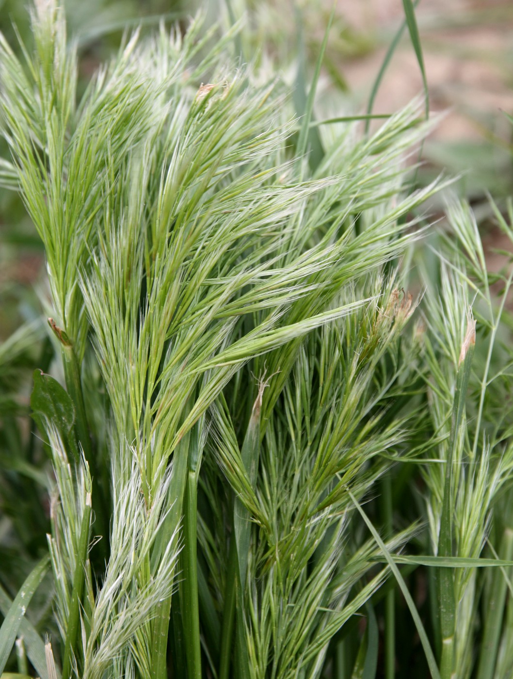 Image of Vulpia ligustica specimen.