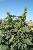 Amaranthus retroflexus