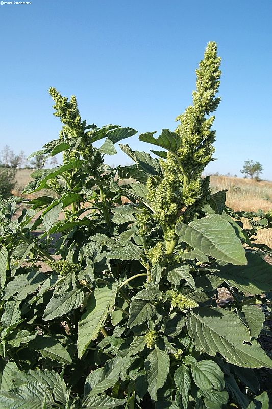 Image of Amaranthus retroflexus specimen.