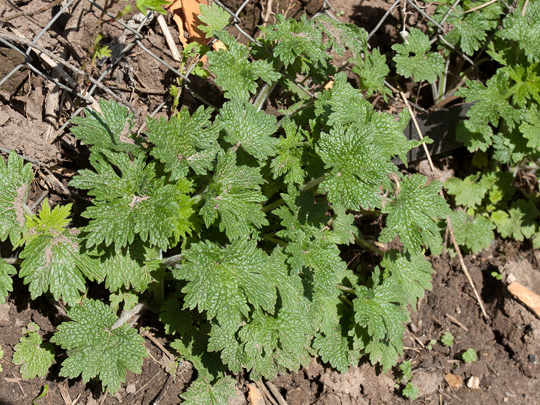 Image of Leonurus quinquelobatus specimen.