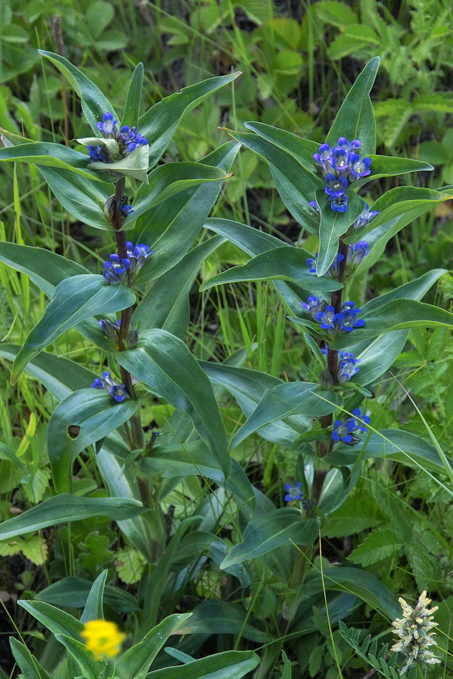 Изображение особи Gentiana cruciata.