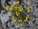 Draba cuspidata