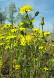 Crepis tectorum