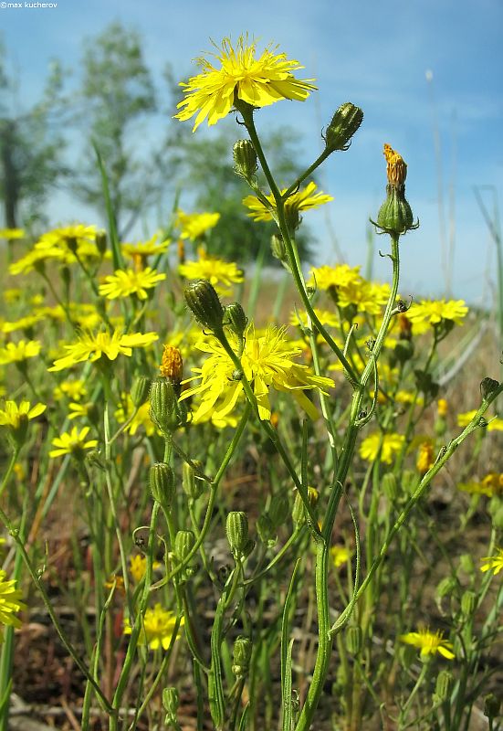 Изображение особи Crepis tectorum.