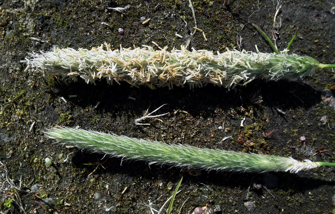 Image of Alopecurus pratensis specimen.