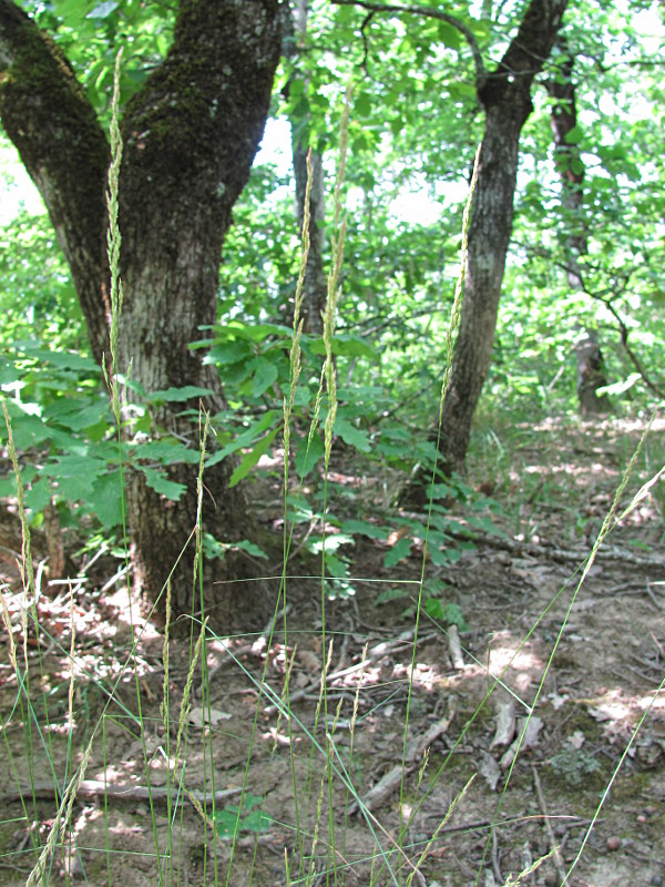 Image of familia Poaceae specimen.