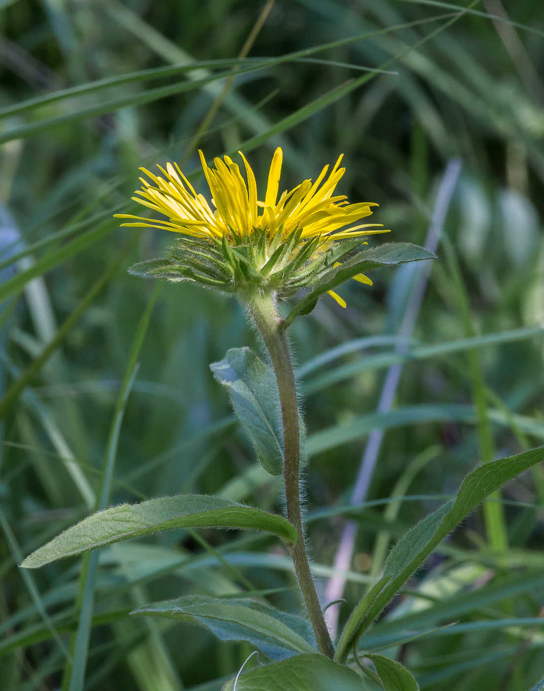 Изображение особи Inula hirta.