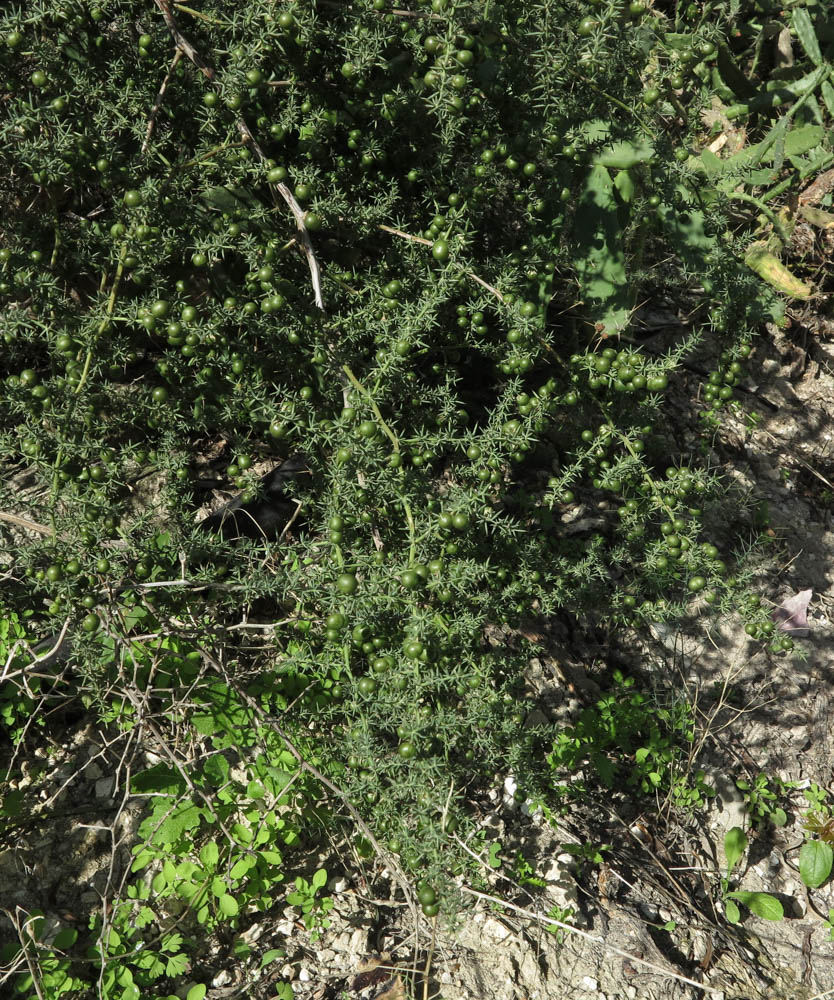 Изображение особи Asparagus aphyllus.