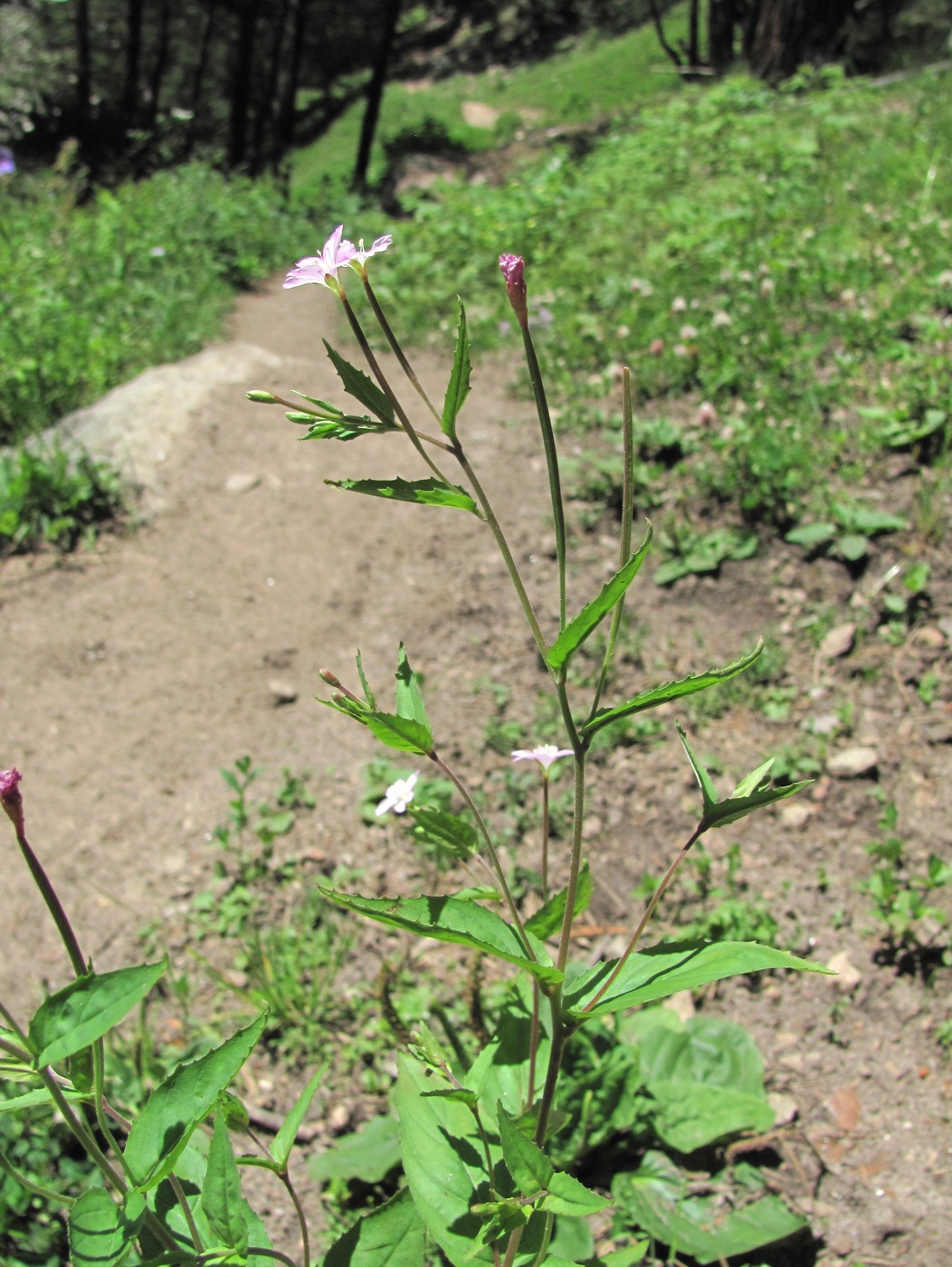Image of Epilobium montanum specimen.