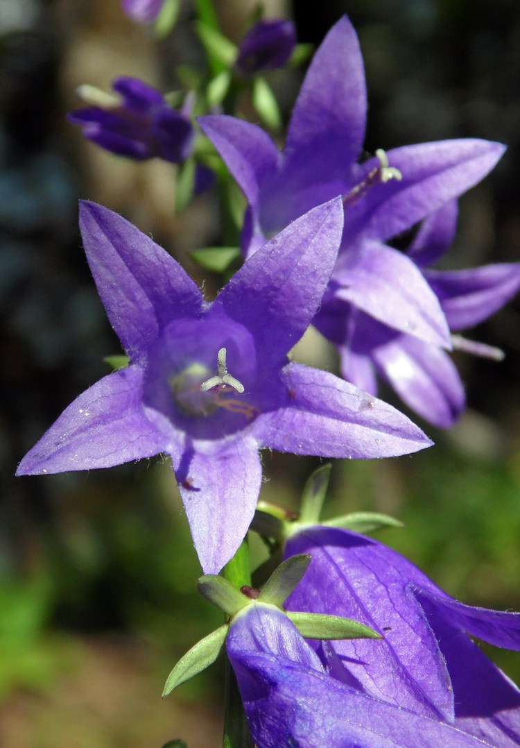 Image of Campanula rapunculoides specimen.
