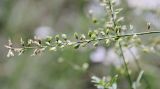 Astragalus melilotoides. Отцветшее соцветие с завязавшимися плодами. Хакасия, окр. с. Аршаново, степь на песках. 22.07.2016.