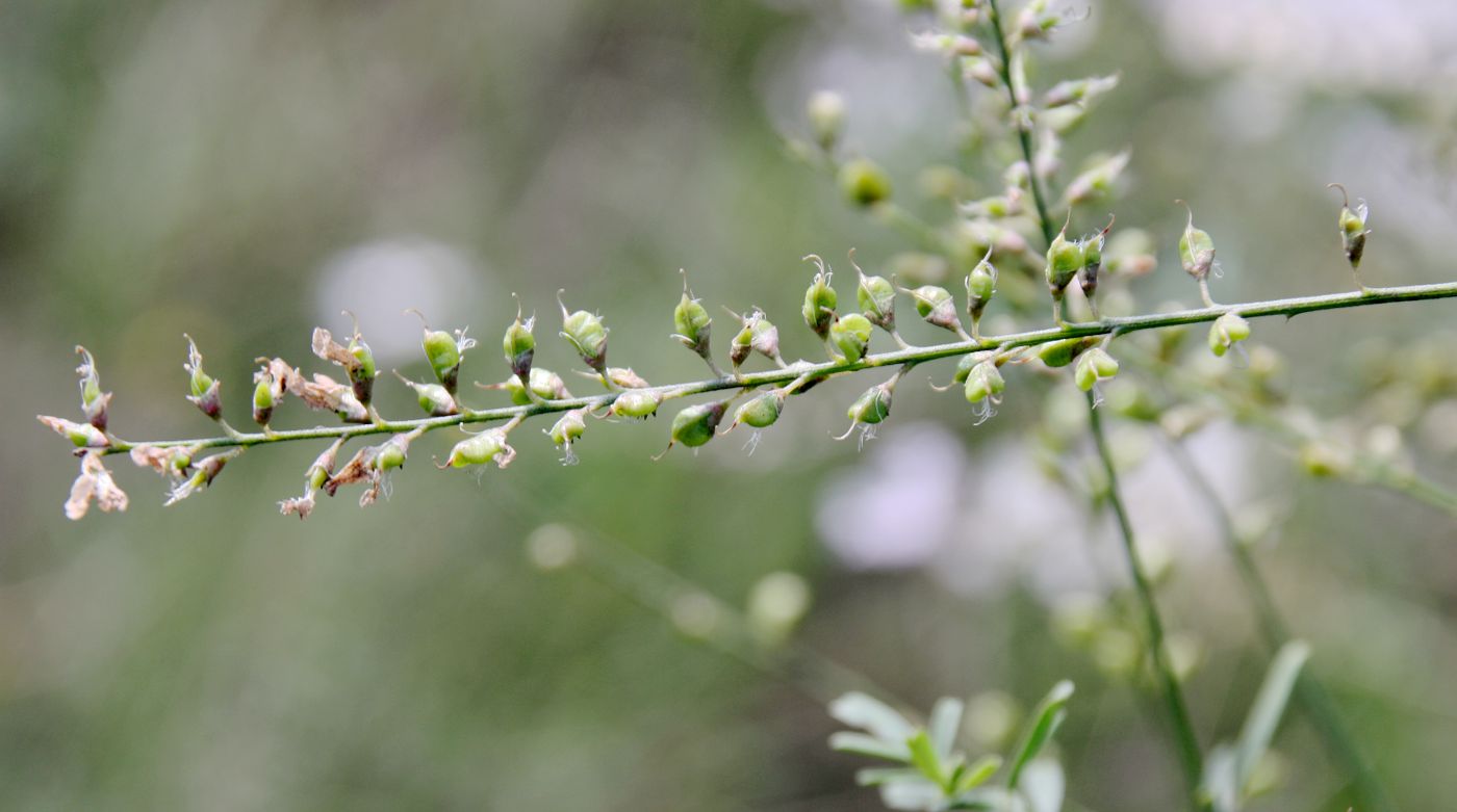 Image of Astragalus melilotoides specimen.