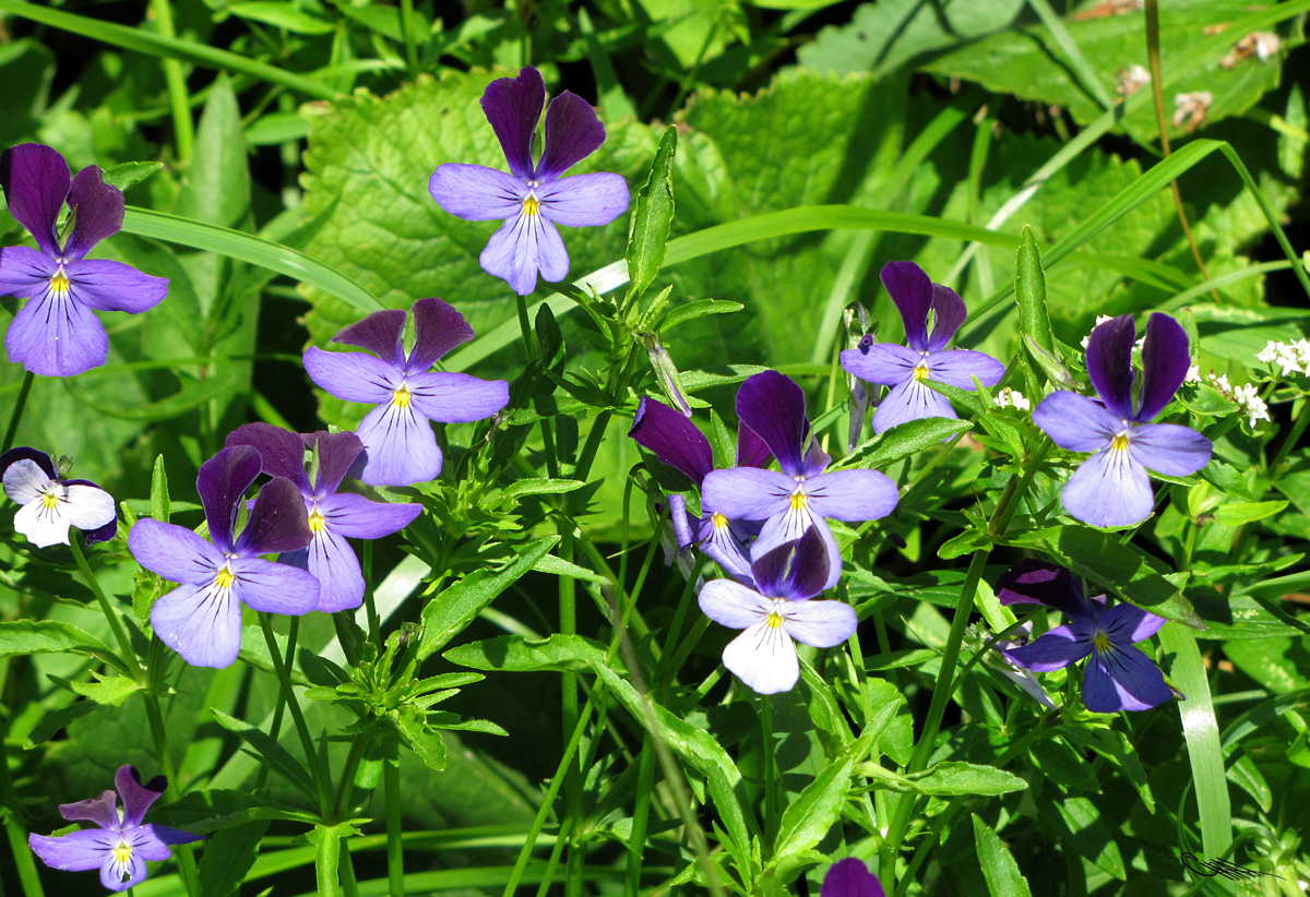 Image of Viola disjuncta specimen.