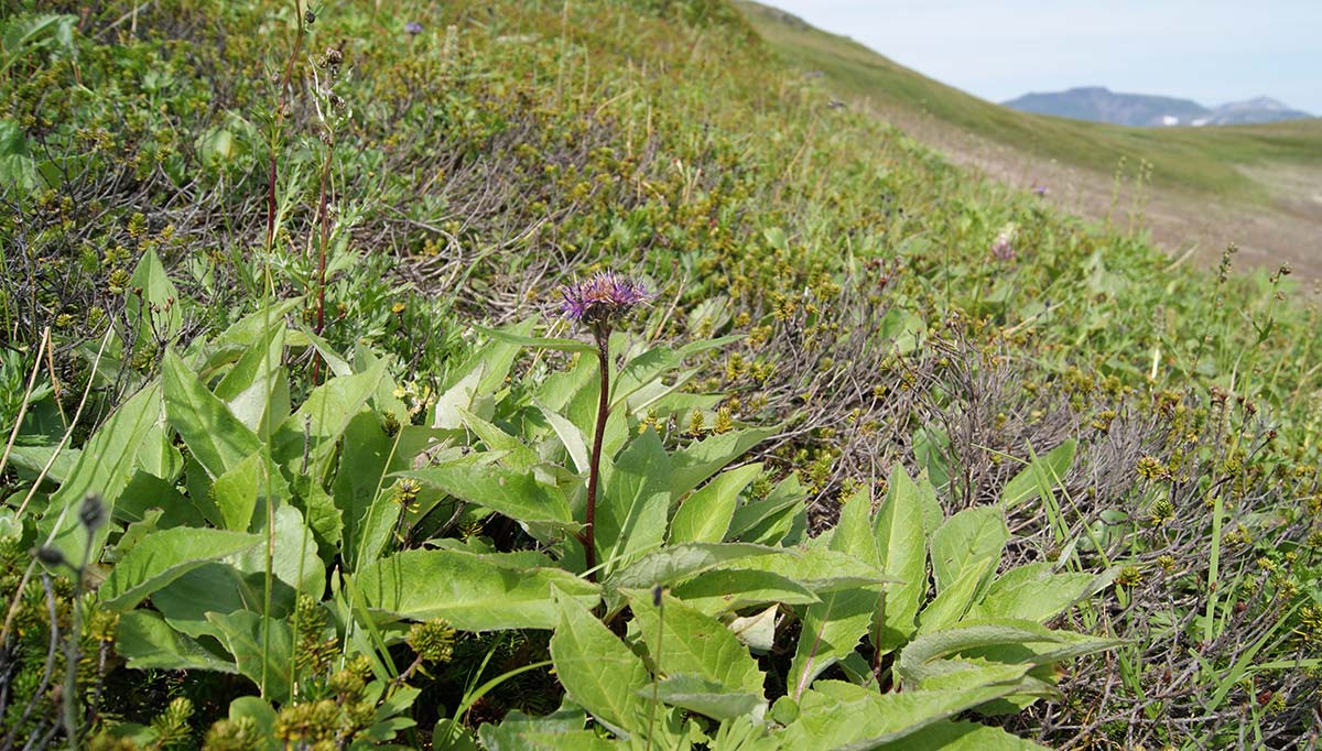 Image of Saussurea pseudotilesii var. alpicola specimen.