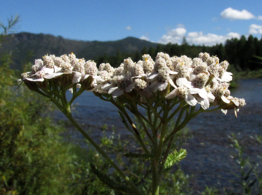 Image of Achillea schauloi specimen.