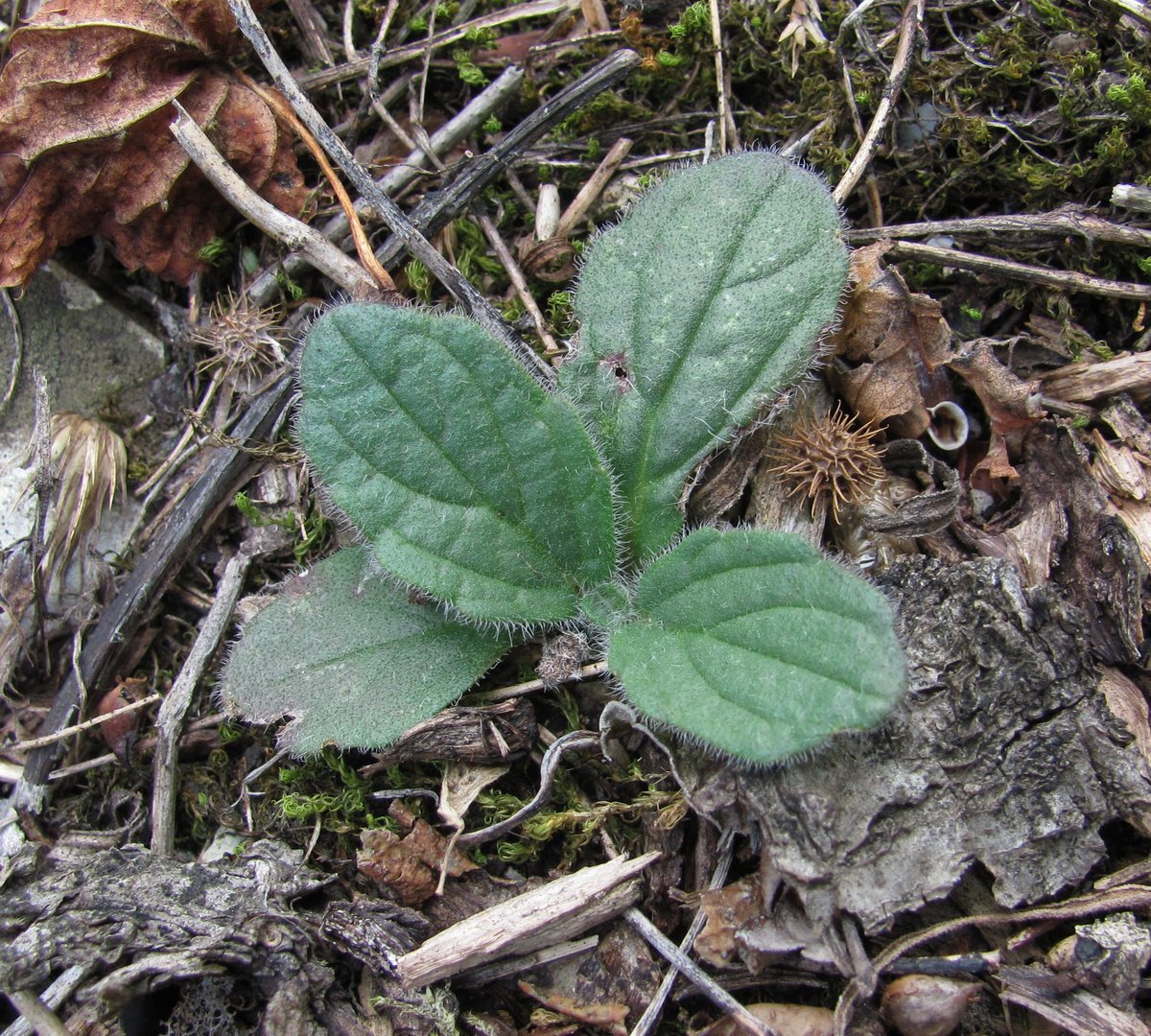 Изображение особи Ajuga orientalis.