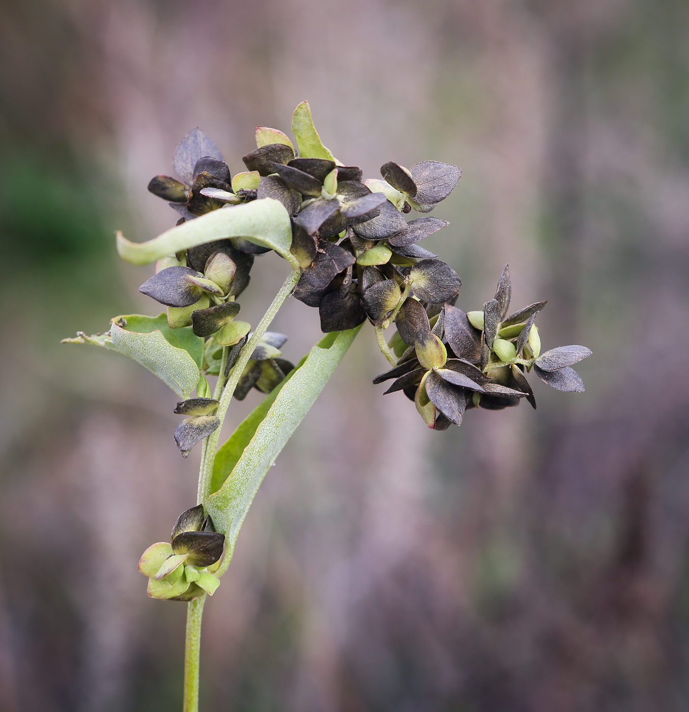 Image of Atriplex sagittata specimen.