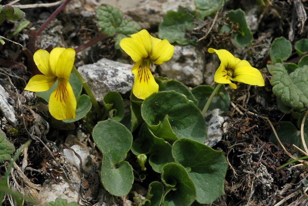 Image of Viola biflora specimen.