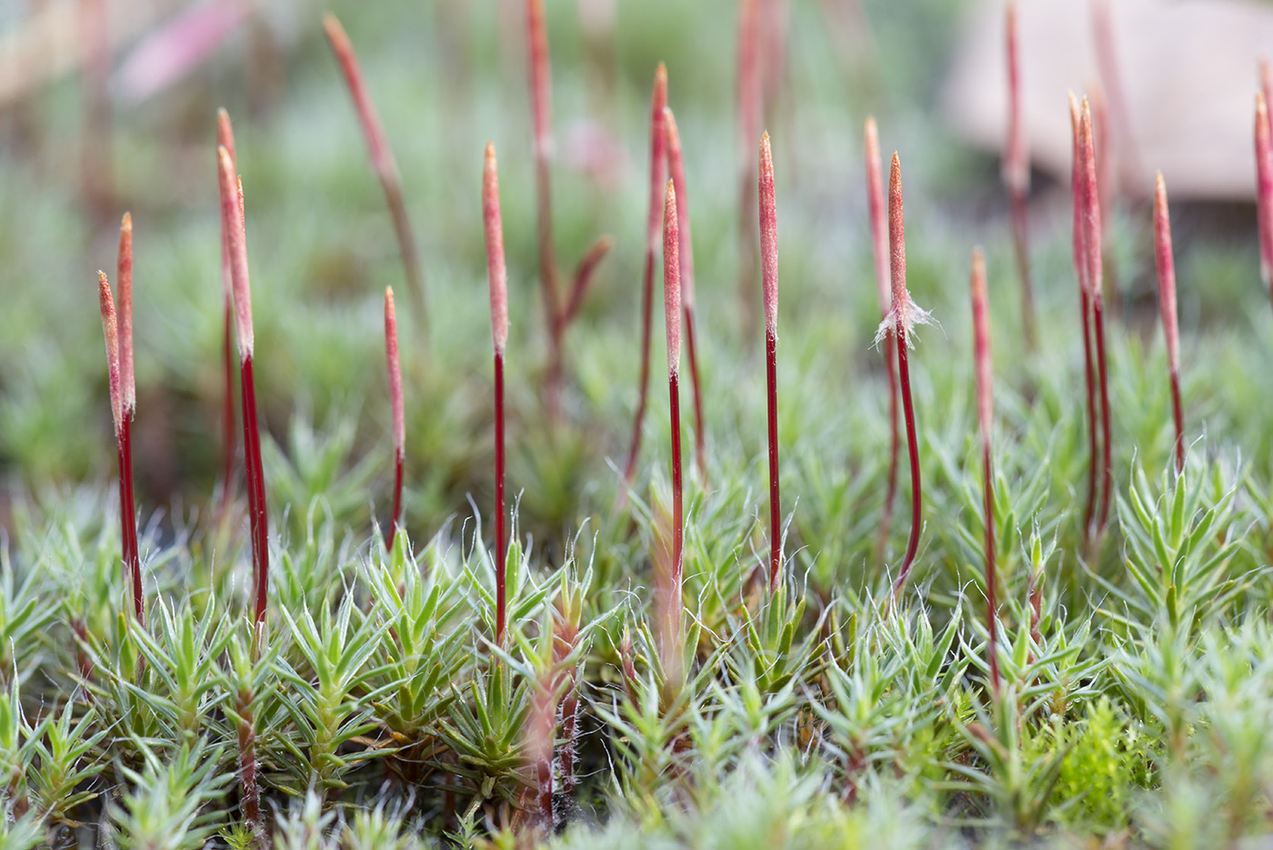 Image of Polytrichum piliferum specimen.