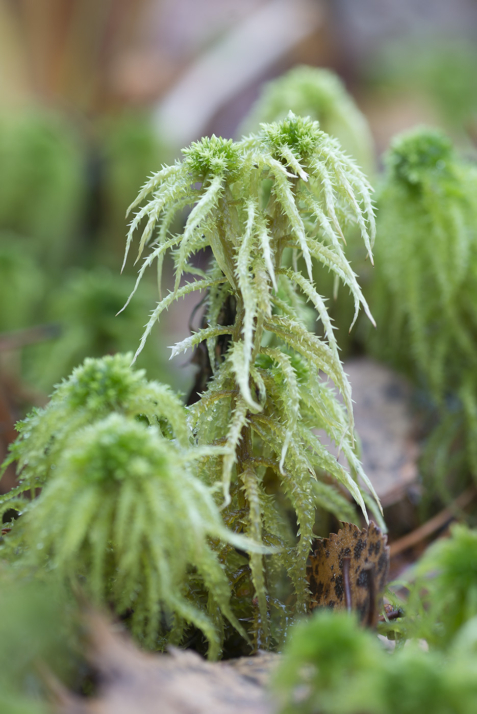 Image of Sphagnum squarrosum specimen.