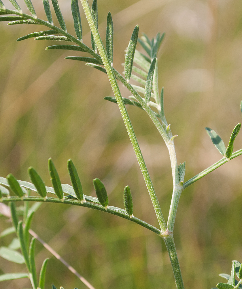 Изображение особи Astragalus onobrychis.