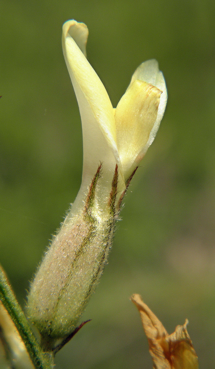 Изображение особи Astragalus pallescens.