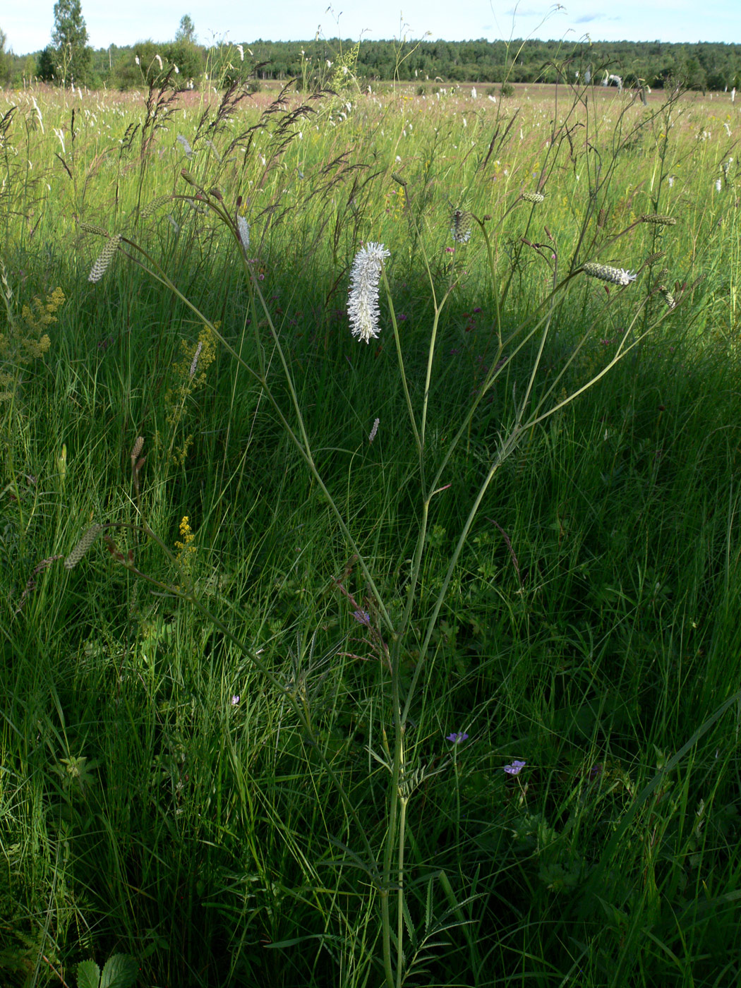 Изображение особи Sanguisorba parviflora.