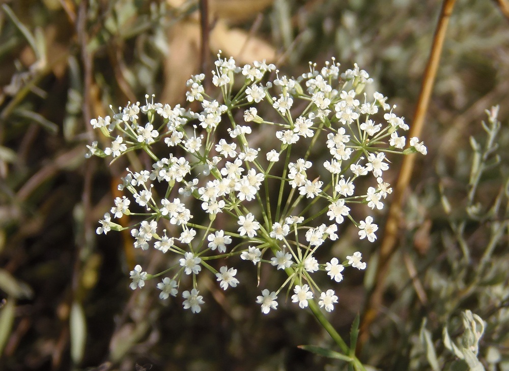 Изображение особи Falcaria vulgaris.