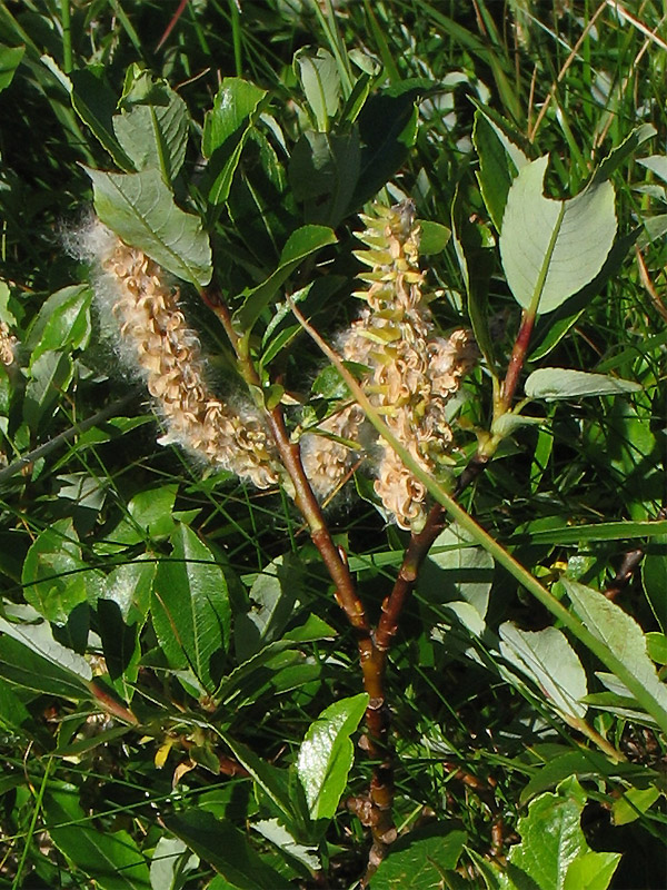 Image of Salix rhaetica specimen.