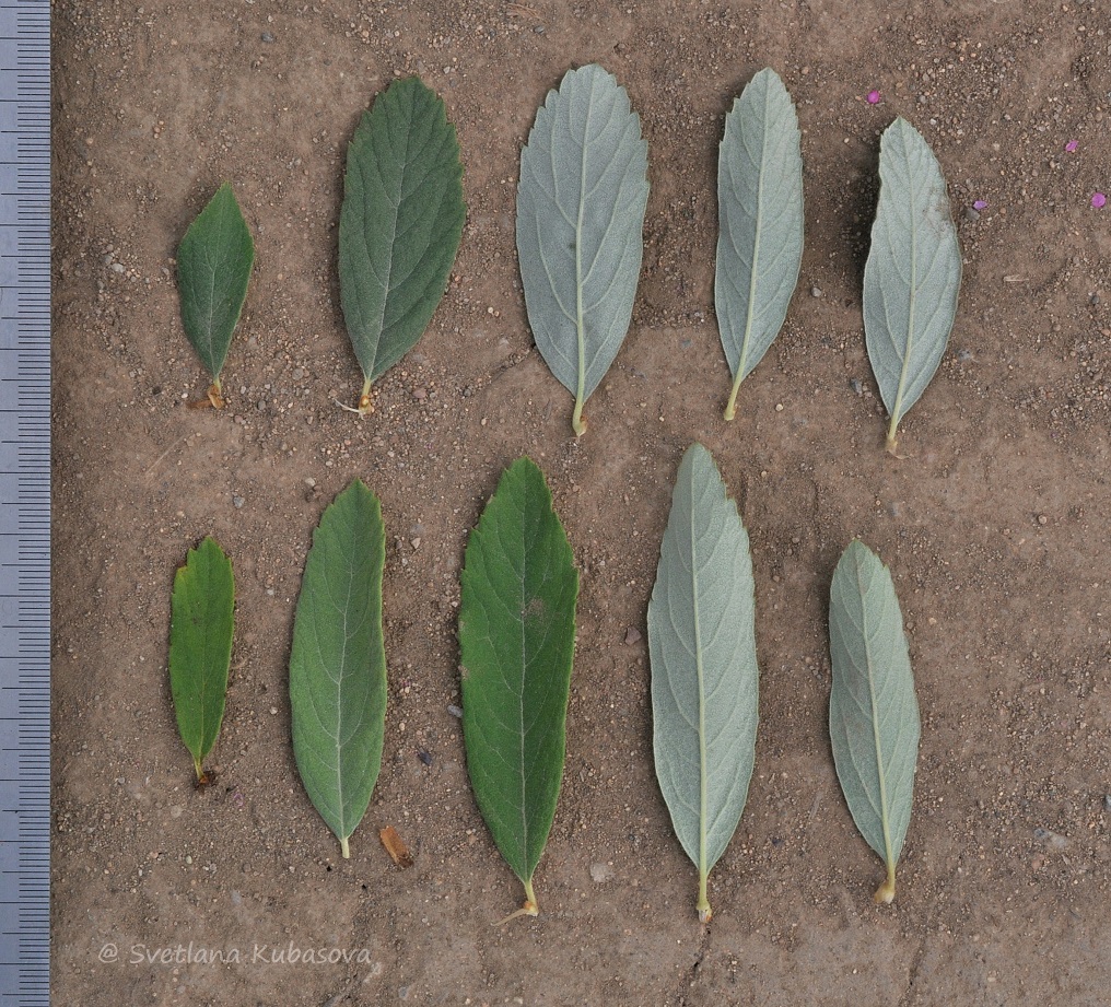 Image of Spiraea douglasii specimen.