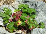 Potentilla rupifraga