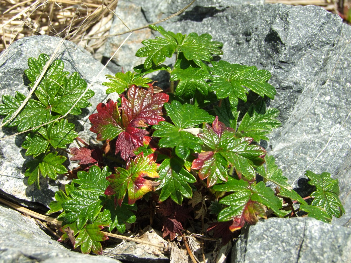 Image of Potentilla rupifraga specimen.