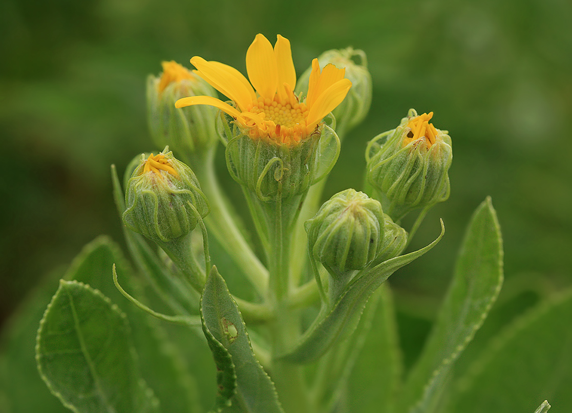 Image of Senecio pseudoarnica specimen.