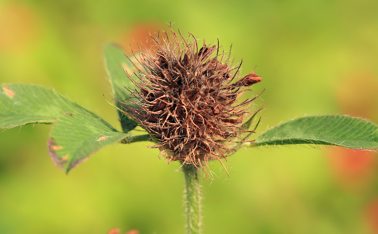 Изображение особи Trifolium pratense.