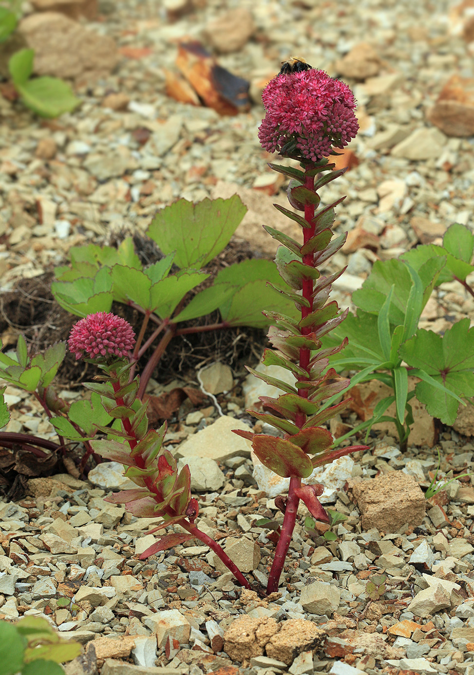 Изображение особи Hylotelephium triphyllum.